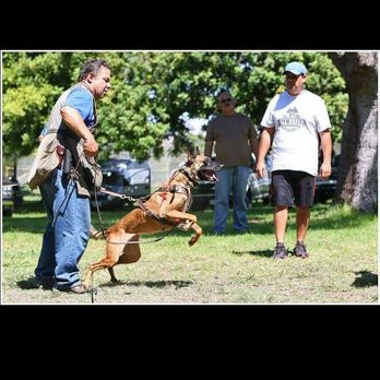 A A Comet Dog Training Services - Pet Training Near Me