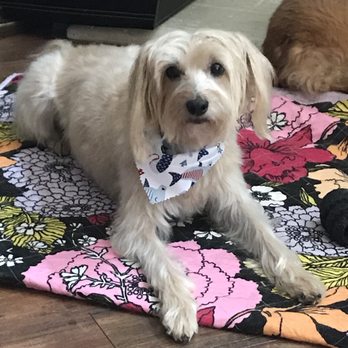 Top Dog Grooming - Pet Groomers Near Me - Katy, Texas