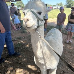 Windrush Alpacas