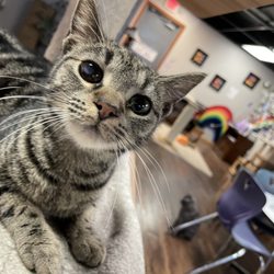 Kzoo Cat Cafe