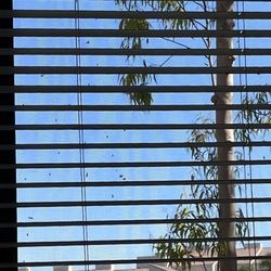 Irvine Company Apartments - Termites all over my window