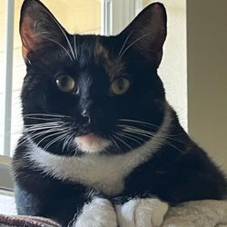 The Cat’s Meow Cat Care