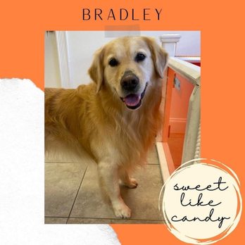 Mod Dog Salon - Pet Groomers Near Me - Boca Raton, Florida