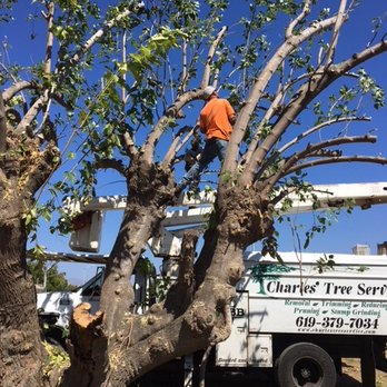 Charles Tree Service - Cutting back our 60 year plus mulberry tree with rot while trying to save it. - Tree Services Near Me - Lemon Grove, California