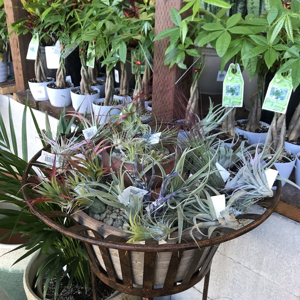 Outdoor Supply Hardware - Variety of air plants and money trees - Hardware Stores Near Me - San Leandro, California Outdoor Supply Hardware - Variety of air plants and money trees - Hardware Stores Near Me - San Leandro, California