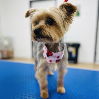 Aroma Pets Grooming - Pet Groomers Near Me - San Dimas, California