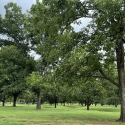 Couch Pecan Orchard - Part of the pecan trees