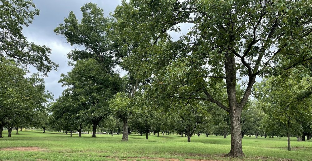 Couch Pecan Orchard Logo