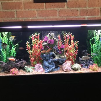 Aquatech Aquarium Service - Aquarium Services Near Me - Culver City, California Aquatech Aquarium Service - Aquarium Services Near Me - Culver City, California