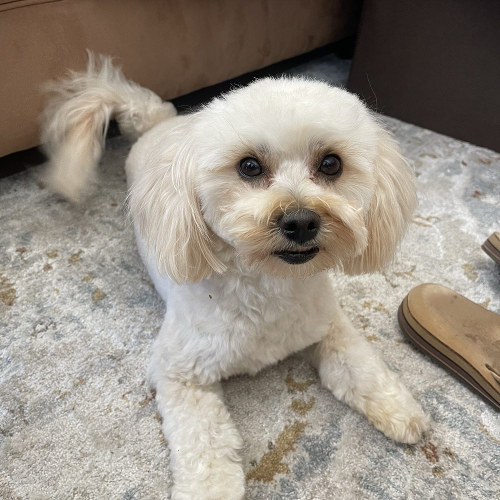 So very happy our doggy's grooming! We found our home base dog groomer. Thank you, Paws at Main! So very happy our doggy's grooming! We found our home base dog groomer. Thank you, Paws at Main!