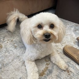 So very happy our doggy's grooming! We found our home base dog groomer. Thank you, Paws at Main! So very happy our doggy's grooming! We found our home base dog groomer. Thank you, Paws at Main!