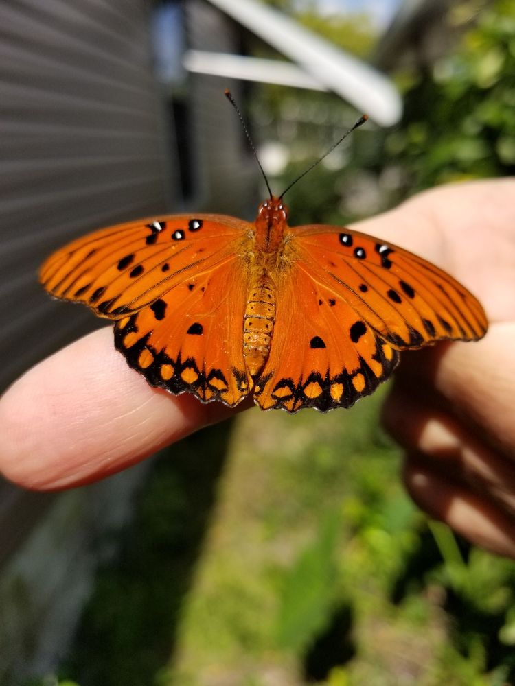 FLORIDA NURSERY MART - 139 Photos & 48 Reviews - 10900 Griffin Rd