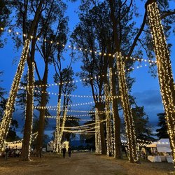 Lavender Festival - Walkway of tall trees and yes- more lights