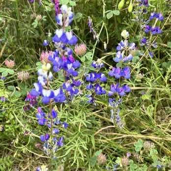 Folsom Lake - Lupine flowers on Beek Bights - Recreation Centers Near Me - Pilot Hill, California