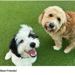 The Dog Play Spot - Fitz left, Finn Right, photo taken by Dog Play Spot staff with caption "Best Friends"