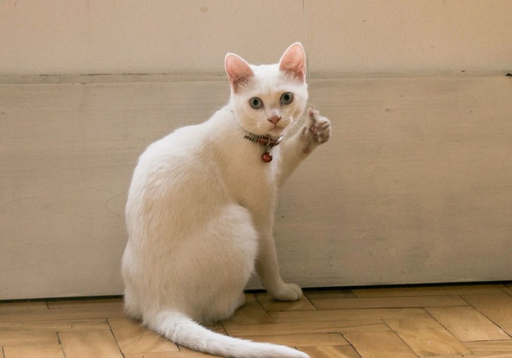 Food from Domino's Pizza