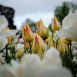 Washington Park - Peek a boo