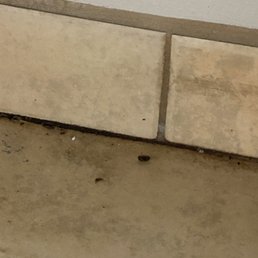 Bug and dirt stayed there even after they cleaned Bug and dirt stayed there even after they cleaned
