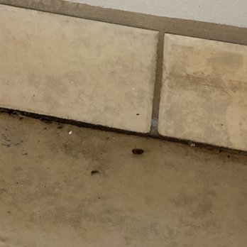 Comfort Suites New Bern Near Cherry Point - Bug and dirt stayed there even after they cleaned - Hotels Near Me - New Bern, North Carolina Comfort Suites New Bern Near Cherry Point - Bug and dirt stayed there even after they cleaned - Hotels Near Me - New Bern, North Carolina