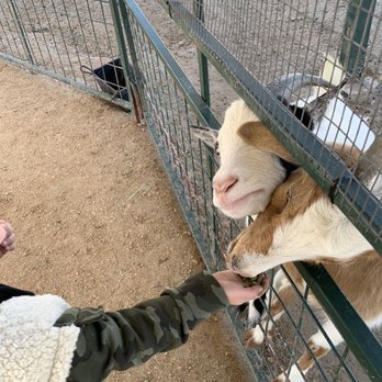 Aggieland Safari - Hungry Goats - Zoos Near Me - Bryan, Texas Aggieland Safari - Hungry Goats - Zoos Near Me - Bryan, Texas