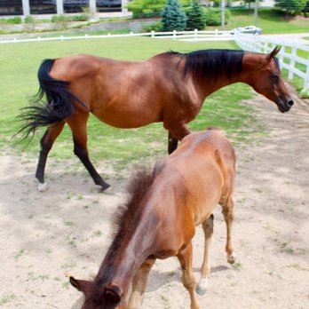 Grand Arabian Farm - Horse Equipment Shops Near Me - Grand Rapids, Michigan