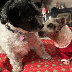 Fall River Veterinary Clinic - Mitzi and Peanut