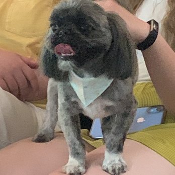 Goo Goo Dogs - Pet Groomers Near Me - Provo, Utah