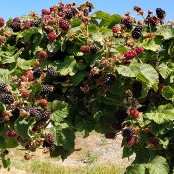 Graysmarsh Farm U-Pick - Berries! U-pick - Pick Your Own Farms Near Me - Sequim, Washington Graysmarsh Farm U-Pick - Berries! U-pick - Pick Your Own Farms Near Me - Sequim, Washington