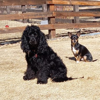 Barking Bonds - Pet Training Near Me