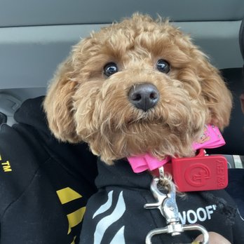 K9 Cove - Rose- cove is ok I guess. Not as great as my sister thinks it is. - Dog Parks Near Me - Miami Lakes, Florida K9 Cove - Rose- cove is ok I guess. Not as great as my sister thinks it is. - Dog Parks Near Me - Miami Lakes, Florida
