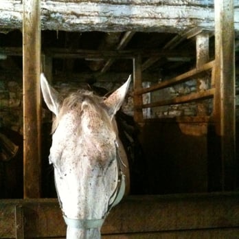The Ranch - Horseback Riding Near Me - Oakville, Ontario The Ranch - Horseback Riding Near Me - Oakville, Ontario