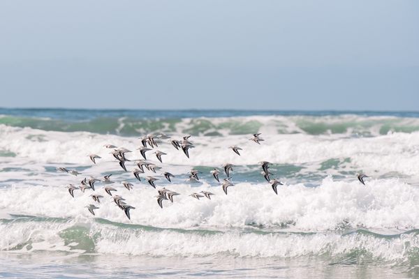 Sunset State Beach by null