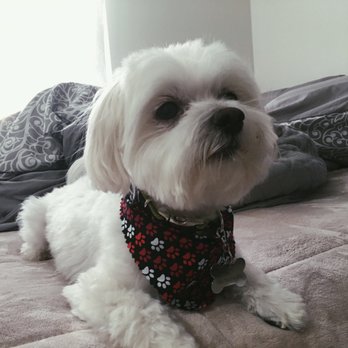Shores Grooming - Pet Sitting Near Me - St. Clair Shores, Michigan