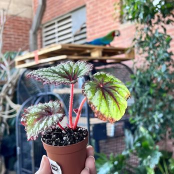 Jungle Box - Nurseries & Gardening Near Me - Phoenix, Arizona
