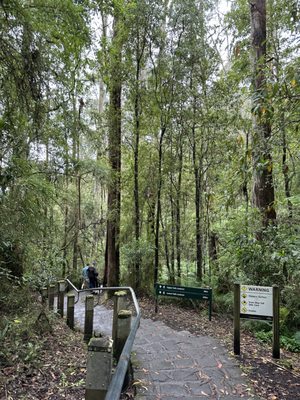 Erskine Falls by null