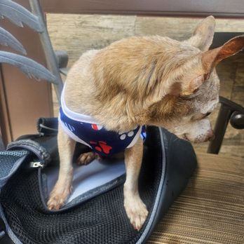 Maracas - Dog Friendly! - Mexican Near Me - Palm Springs, California Maracas - Dog Friendly! - Mexican Near Me - Palm Springs, California