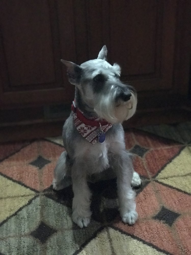 PET SPA GROOMING 12 Photos & 11 Reviews 37609 5 Mile Road, Plymouth