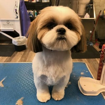 Paw Central - Pet Groomers Near Me - Massapequa, New York