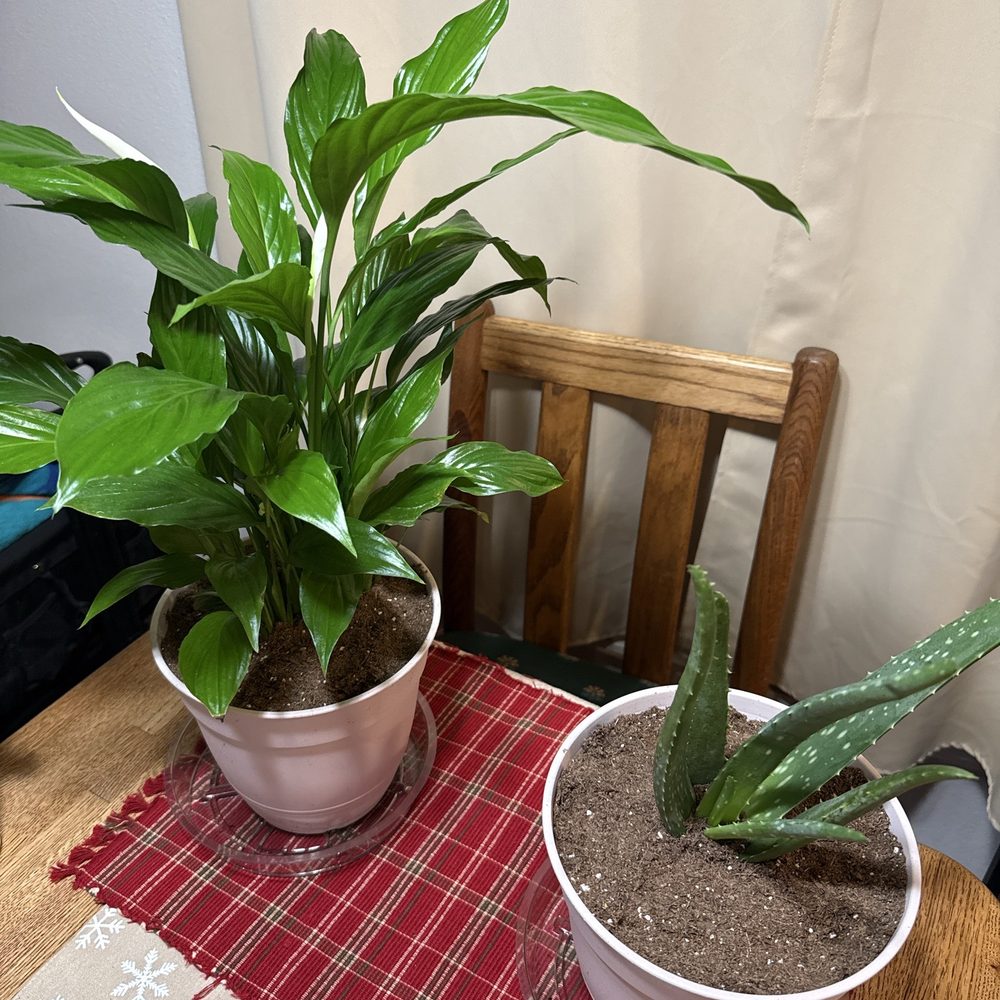 My newly repotted Peace Lilly and Aloe Vera plants I purchased at IKEA.