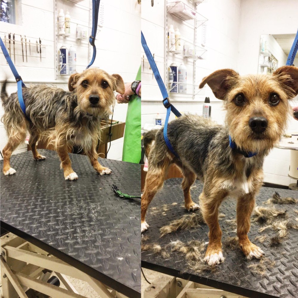 HEARTLAND KENNELS Updated August 2024 4487 State Rd, Peninsula