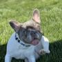 Photo of Paws and Claws Pet Resort