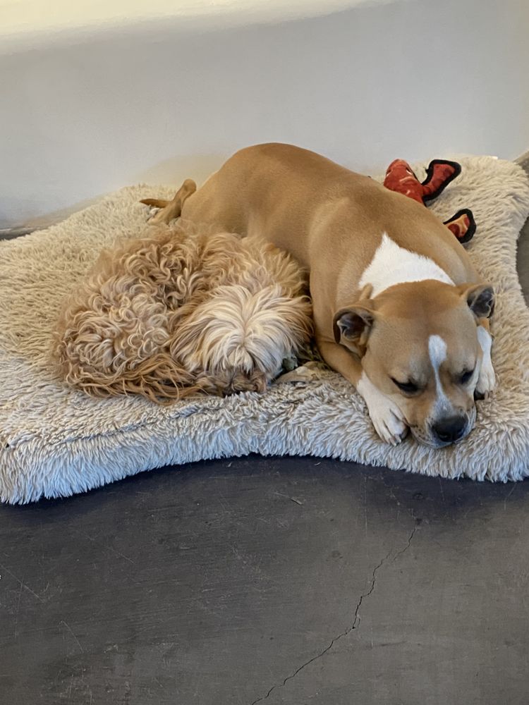 Kismet Professional Pet & Home Sitting - pet boarding facility in Santa Fe, NM