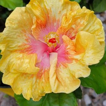 Fancy Hibiscus - Nurseries & Gardening Near Me - Pompano Beach, Florida Fancy Hibiscus - Nurseries & Gardening Near Me - Pompano Beach, Florida
