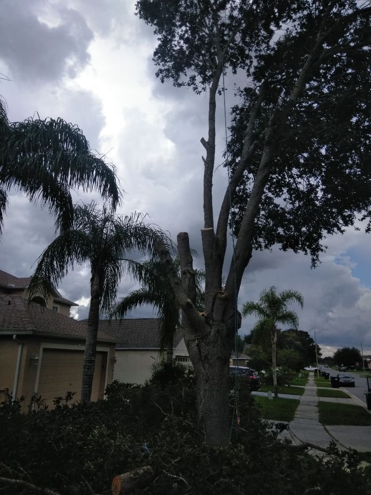 TREE CHOPPERS Orlando, Florida Tree Services Phone Number Yelp