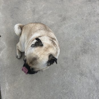 Marceline Vineyards - outdoor only pug - Wine Tasting Room Near Me - Mount Crawford, Virginia