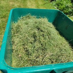 Overgrown Lawn Care & Clean-Up