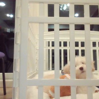 Westchester Puppies & Kittens - Pet Stores Near Me - Hartsdale, New York Westchester Puppies & Kittens - Pet Stores Near Me - Hartsdale, New York