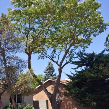 Blossom Trees - Before and after pic. - Tree Services Near Me