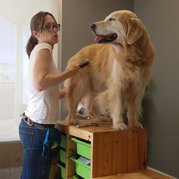 Discover Dogs - Dog Walkers Near Me - Vancouver, British Columbia