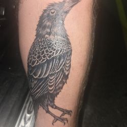 Southern Pricks Tattoo - Crow